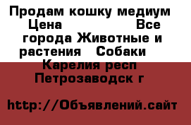 Продам кошку медиум › Цена ­ 6 000 000 - Все города Животные и растения » Собаки   . Карелия респ.,Петрозаводск г.